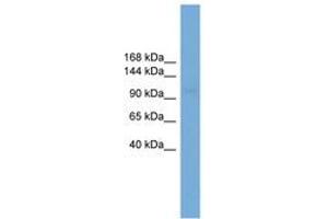 Image no. 1 for anti-Solute Carrier Family 9 (Sodium/hydrogen Exchanger), Member 3 (SLC9A3) (AA 611-660) antibody (ABIN6745597) (SLC9A3 Antikörper  (AA 611-660))