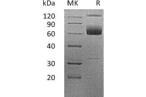 Western Blotting (WB) image for Tumor Necrosis Factor Receptor Superfamily, Member 9 (TNFRSF9) protein (Fc Tag) (ABIN7320979) (CD137 Protein (Fc Tag))