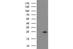 Image no. 1 for anti-Polymerase (RNA) II (DNA Directed) Polypeptide E, 25kDa (POLR2E) antibody (ABIN1500336) (POLR2E Antikörper)