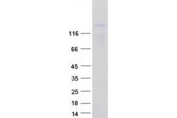 FMNL2 Protein (Myc-DYKDDDDK Tag)