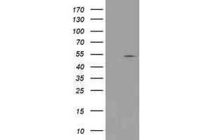 Image no. 1 for anti-Protein Arginine Methyltransferase 2 (PRMT2) antibody (ABIN1500422) (PRMT2 Antikörper)
