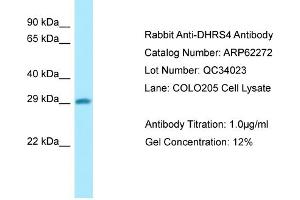 Western Blotting (WB) image for anti-Dehydrogenase/reductase (SDR Family) Member 4 (DHRS4) (N-Term) antibody (ABIN970511) (DHRS4 Antikörper  (N-Term))