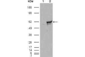 Western Blotting (WB) image for anti-Checkpoint Kinase 1 (CHEK1) antibody (ABIN1843153) (CHEK1 Antikörper)