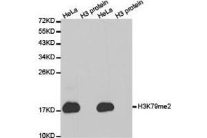 Western Blotting (WB) image for anti-Histone 3 (H3) (H3K79me2) antibody (ABIN1873007) (Histone 3 Antikörper  (H3K79me2))