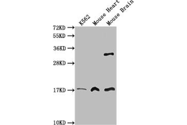 FUNDC1 Antikörper  (AA 1-46)