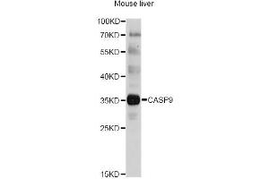 Western blot analysis of extracts of mouse liver, using CASP9 antibody. (Caspase 9 Antikörper)