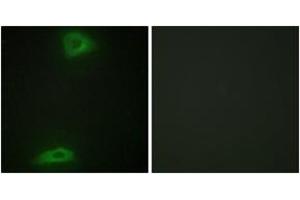 Immunofluorescence analysis of HepG2 cells, using ERGI3 Antibody. (ERGIC3 Antikörper  (AA 321-370))