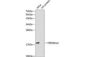 Western blot analysis of extracts of various cell lines, using MonoMethyl-Histone H3-R26 antibody (ABIN3017500, ABIN3017501, ABIN3017502 and ABIN6220121). (Histone 3 Antikörper  (H3R26me))