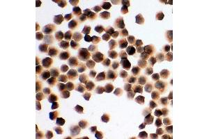 Immunohistochemistry (IHC) image for anti-Hepatitis A Virus Cellular Receptor 1 (HAVCR1) (AA 332-348), (C-Term) antibody (ABIN3044226)