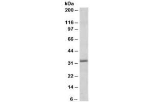 Western blot testing of human heart lysate with Pirin antibody at 0. (Pirin Antikörper)