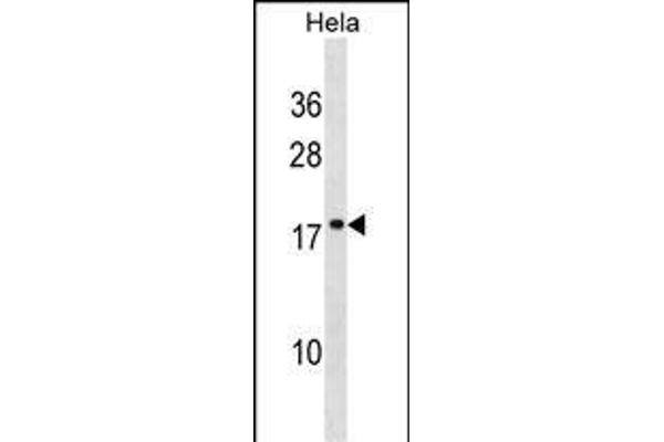 SCAND1 Antikörper  (C-Term)