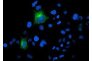 Anti-FOLH1 mouse monoclonal antibody (ABIN2455794) immunofluorescent staining of COS7 cells transiently transfected by pCMV6-ENTRY FOLH1 (RC218310). (PSMA Antikörper)