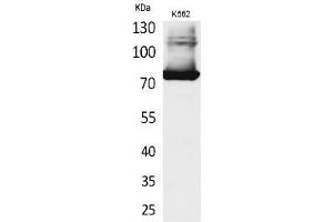 Western Blot analysis of K562 cells using Transferrin Polyclonal Antibody. (Transferrin Antikörper  (C-Term))