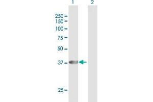 Western Blot analysis of PECI expression in transfected 293T cell line by PECI MaxPab polyclonal antibody. (PECI/ECI2 Antikörper  (AA 1-364))