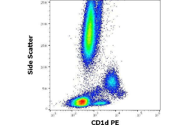 CD1d Antikörper  (PE)