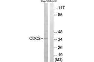 Western blot analysis of extracts from HepG2 cells, using CDC2 (Ab-161) Antibody. (CDK1 Antikörper  (AA 131-180))