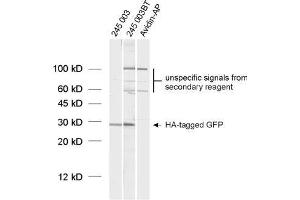 Western Blotting (WB) image for anti-HA-Tag (AA 98-108) antibody (ABIN1742498) (HA-Tag Antikörper  (AA 98-108))