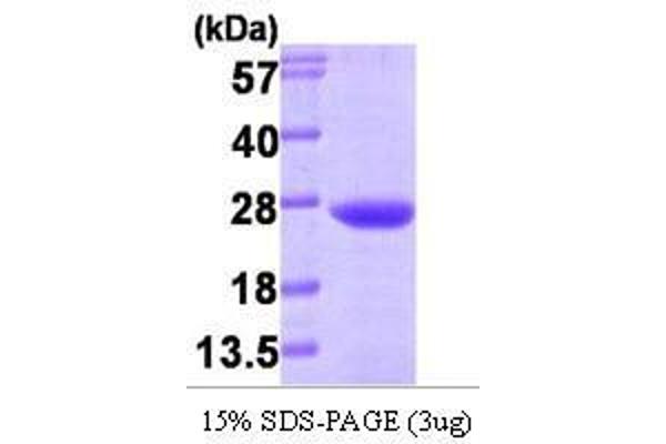 VPS28 Protein (AA 1-221)