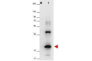 Image no. 1 for anti-Interleukin 32 (IL32) (Isoform 4) antibody (ABIN401103) (IL32 Antikörper  (Isoform 4))