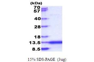 CAMK2N2 Protein (AA 1-79) (His tag)