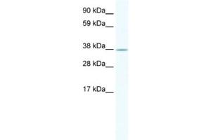 Western Blotting (WB) image for anti-NK2 Homeobox 3 (NKX2-3) antibody (ABIN2461447) (NK2 Homeobox 3 Antikörper)