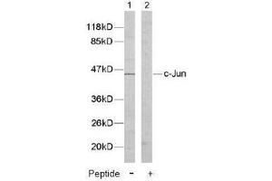 Image no. 2 for anti-Jun Proto-Oncogene (JUN) (Tyr170) antibody (ABIN197133) (C-JUN Antikörper  (Tyr170))