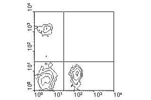 Image no. 1 for anti-CD4 (CD4) antibody (FITC) (ABIN135501) (CD4 Antikörper  (FITC))