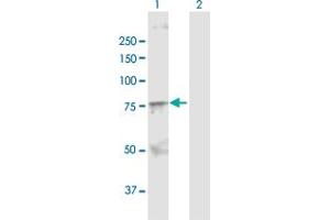 Western Blot analysis of SOX9 expression in transfected 293T cell line by SOX9 MaxPab polyclonal antibody. (SOX9 Antikörper  (AA 1-509))