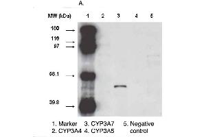 Western blot analysis using CYP3A7 antibody  on various recombinant CYP450 proteins. (CYP3A7 Antikörper  (C-Term))