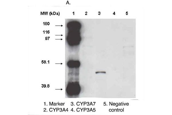 CYP3A7 Antikörper  (C-Term)