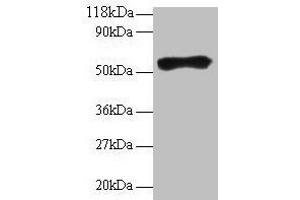 Western blot All lanes: Goat IgG heavy chain antibody at 2 μg/mL + Goat serum at 1: 100 Secondary Rabbit polyclonal to Guinea pig IgG at 1/15000 dilution Predicted band size: 55 kDa Observed band size: 55 kDa (Meerschweinchen anti-Ziege IgG Antikörper)