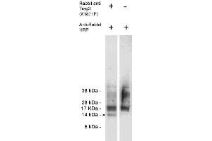 Western blot of endogenous Trag3 present in Jurkat cell lysate (10 ug/lane) using X1872P (0. (CSAG2 Antikörper)