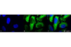 Immunocytochemistry/Immunofluorescence analysis using Mouse Anti-Hsp27 Monoclonal Antibody, Clone 5D12-A3 . (HSP27 Antikörper  (APC))