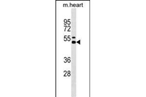 Mouse Il12b Antibody (Center) (ABIN1538036 and ABIN2850145) western blot analysis in mouse heart tissue lysates (35 μg/lane). (IL12B Antikörper  (AA 196-222))