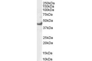 Western Blotting (WB) image for anti-Mitogen-Activated Protein Kinase 3 (MAPK3) (AA 11-22) antibody (ABIN290536) (ERK1 Antikörper  (AA 11-22))