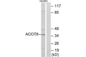 Western Blotting (WB) image for anti-Acyl-CoA Thioesterase 8 (ACOT8) (Internal Region) antibody (ABIN1850687) (ACOT8 Antikörper  (Internal Region))