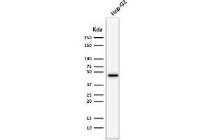 Western Blotting (WB) image for anti-Keratin 19 (KRT19) antibody (ABIN6939950)