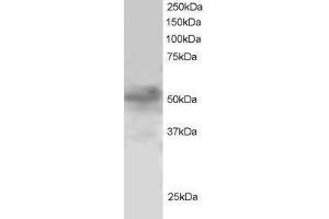 Image no. 1 for anti-Forkhead Box Q1 (FOXQ1) (AA 2-14) antibody (ABIN291029) (FOXQ1 Antikörper  (AA 2-14))