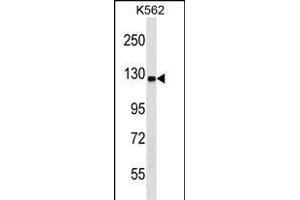 UBA6 Antibody (C-term) (ABIN1537632 and ABIN2848559) western blot analysis in K562 cell line lysates (35 μg/lane). (UBA6 Antikörper  (C-Term))