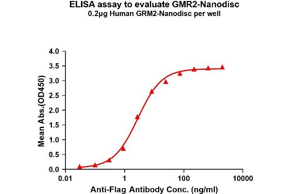 GRM2 Protein