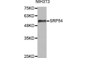 Western Blotting (WB) image for anti-Signal Recognition Particle 54kDa (SRP54) antibody (ABIN1874942) (SRP54 Antikörper)