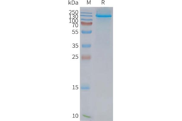 NPC1L1 Protein