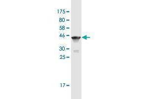 Western Blot detection against Immunogen (37. (Titin Antikörper  (AA 1-110))