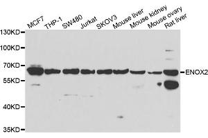 Western blot analysis of extracts of various cell lines, using ENOX2 antibody (ABIN5974249) at 1/1000 dilution. (ENOX2 Antikörper)