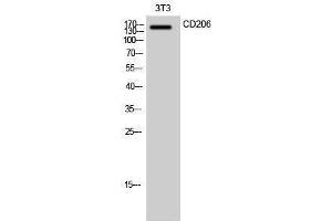 Western Blotting (WB) image for anti-Mannose Receptor, C Type 1 (MRC1) (Internal Region) antibody (ABIN3174248) (Macrophage Mannose Receptor 1 Antikörper  (Internal Region))