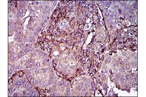 Immunohistochemistry (IHC) image for anti-CD90 (THY1) (AA 17-132) antibody (ABIN1724884)