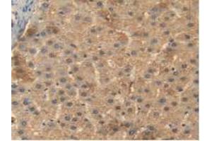 IHC-P analysis of Human Liver Tissue, with DAB staining. (BMP4 Antikörper  (AA 22-408))