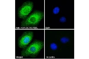 ABIN185208 Immunofluorescence analysis of paraformaldehyde fixed A549 cells, permeabilized with 0. (PITPNM1 Antikörper  (C-Term))