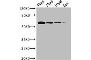 Western Blot Positive WB detected in: Rosseta bacteria lysate at 40 μg, 20 μg, 10 μg, 5 μg All lanes: poxB antibody at 0. (POXB (AA 1-572) Antikörper (Biotin))
