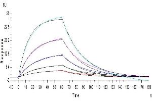 Surface Plasmon Resonance (SPR) image for Interleukin 13 (IL13) (AA 21-132) protein (His-Avi Tag) (ABIN7274900)